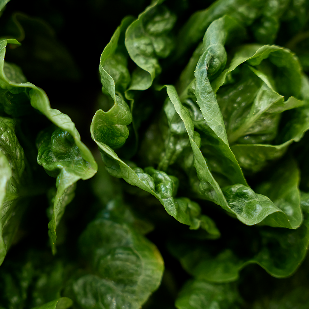 Fresh lettuce from Paddlewheel at Prahran Market