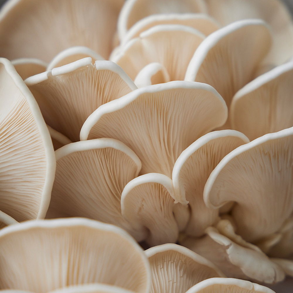 Mushrooms up close at Prahran Market