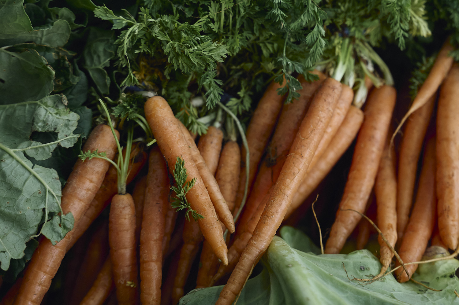 Carrots from the ground at Prahran Market