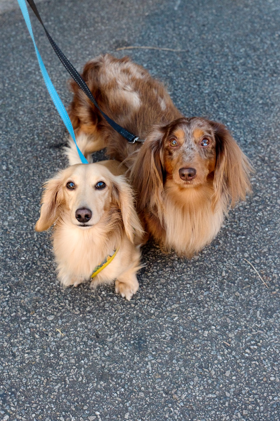 Sausage dog meet-up